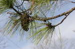 Slash pine